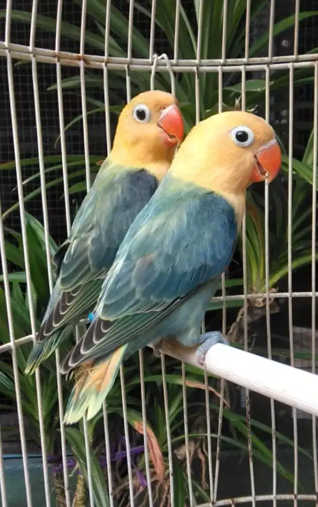 Burung Lovebird