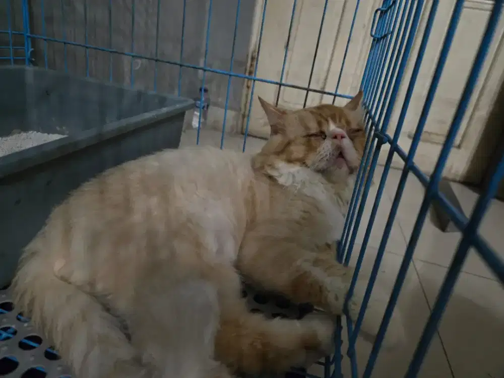 Peaknose jantan