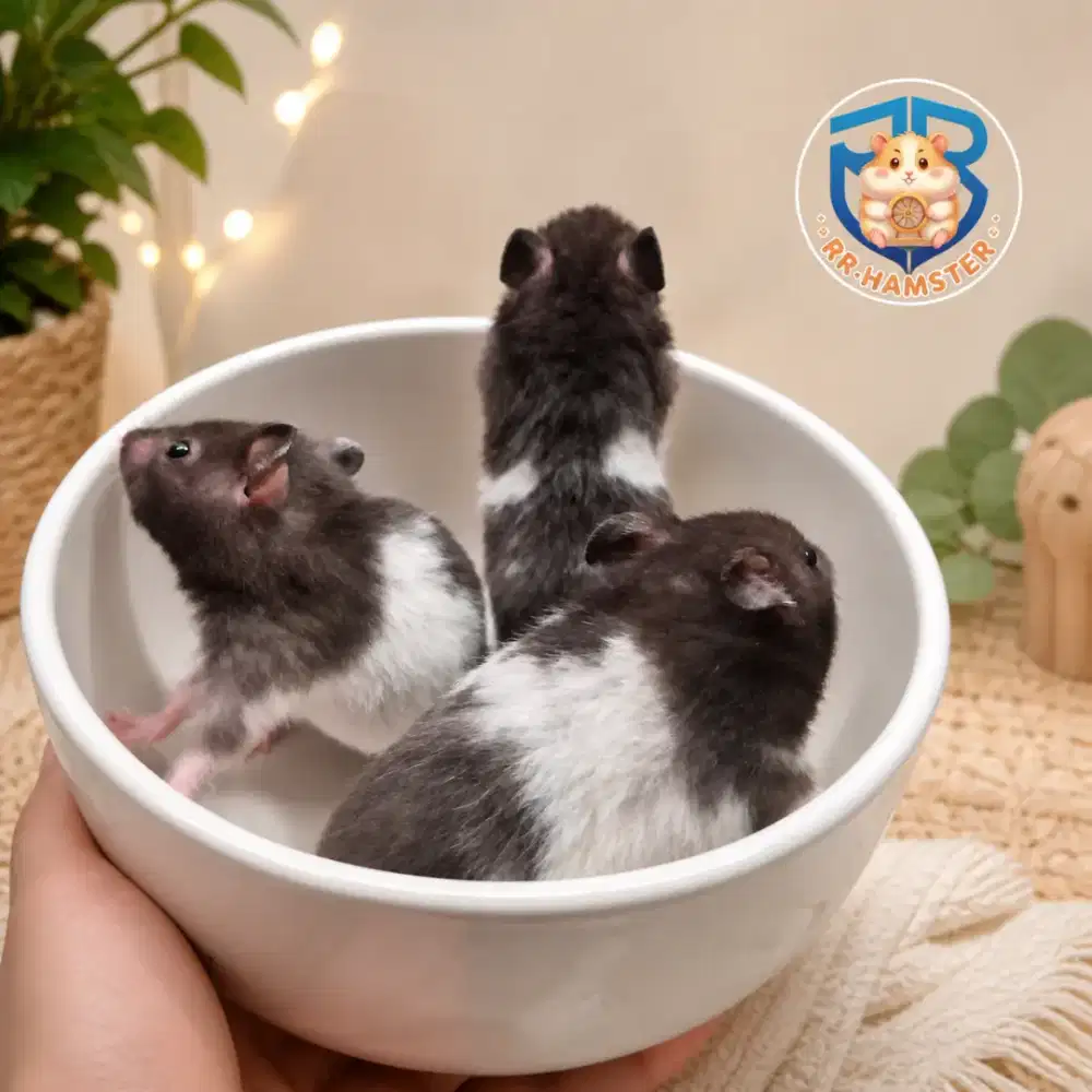 Hamster Syrian Panda Kualitas Terbaik
