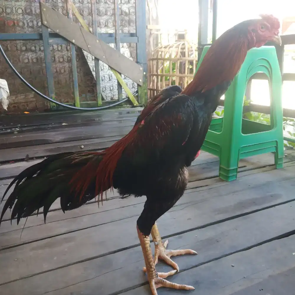 Ayam muda pukul istemewa