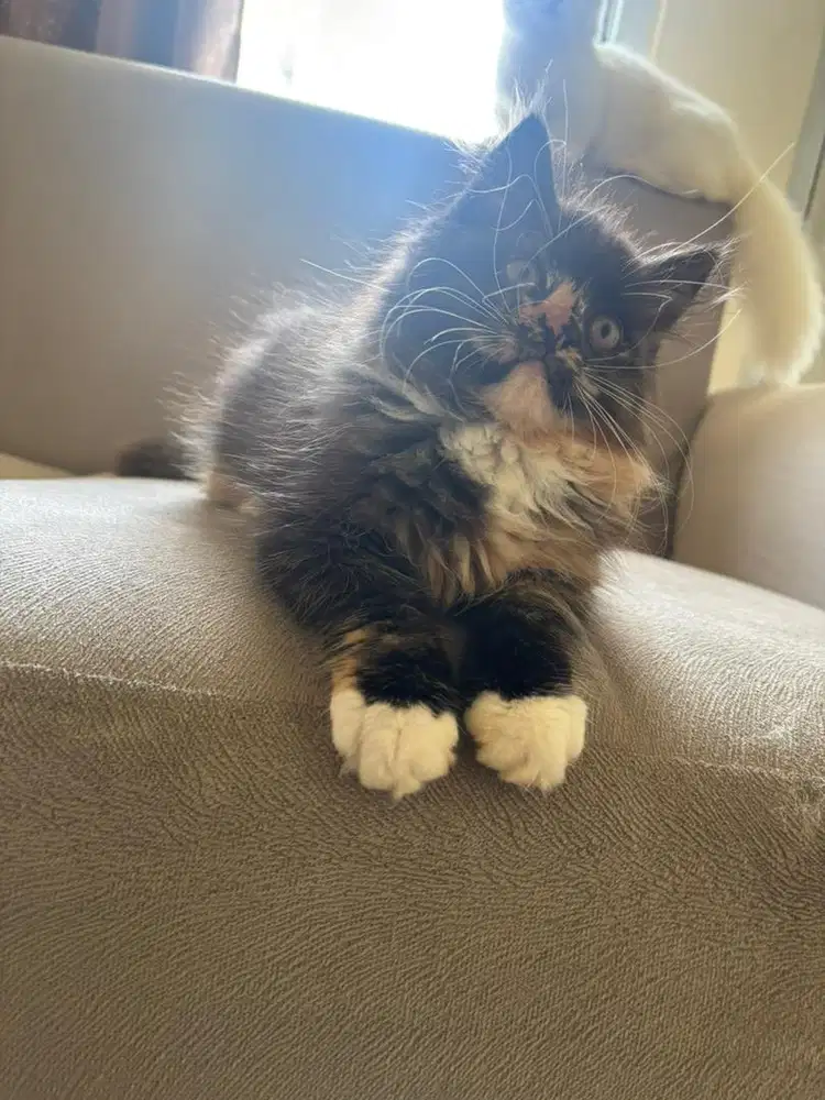 Maincoone kitten betina