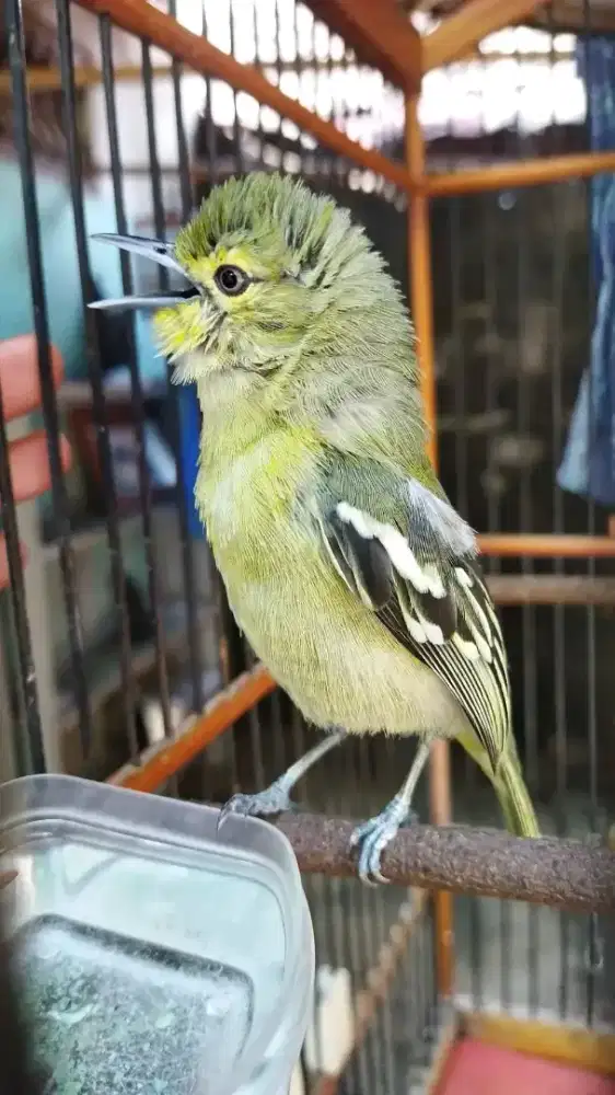Jual burung cipow gacor