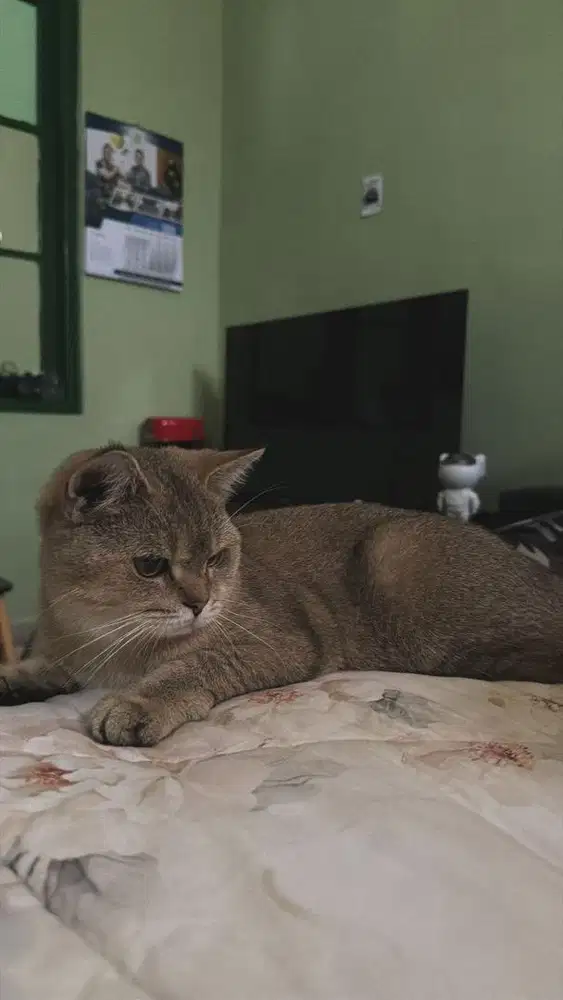 Mainan kucing BSH Golden