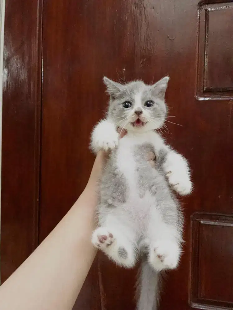 BSH kitten non ped