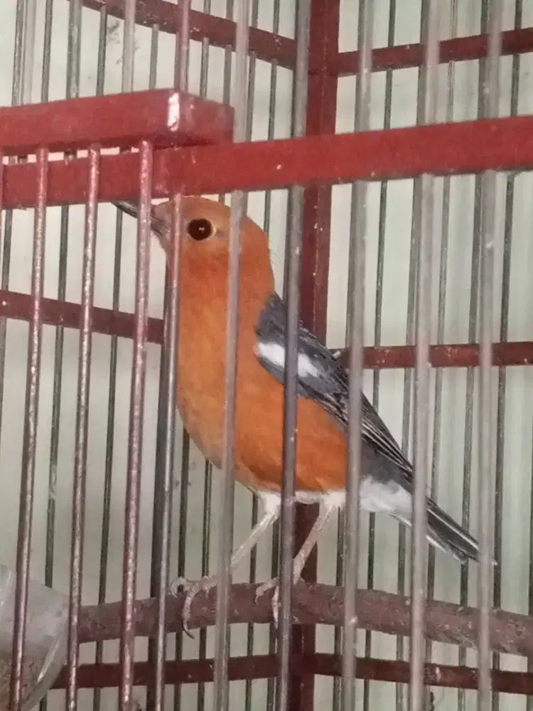 Burung Anis merah/punglor