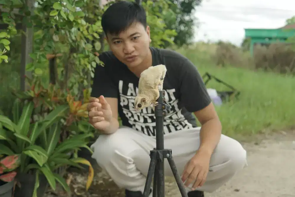 Sugar glider raja murah