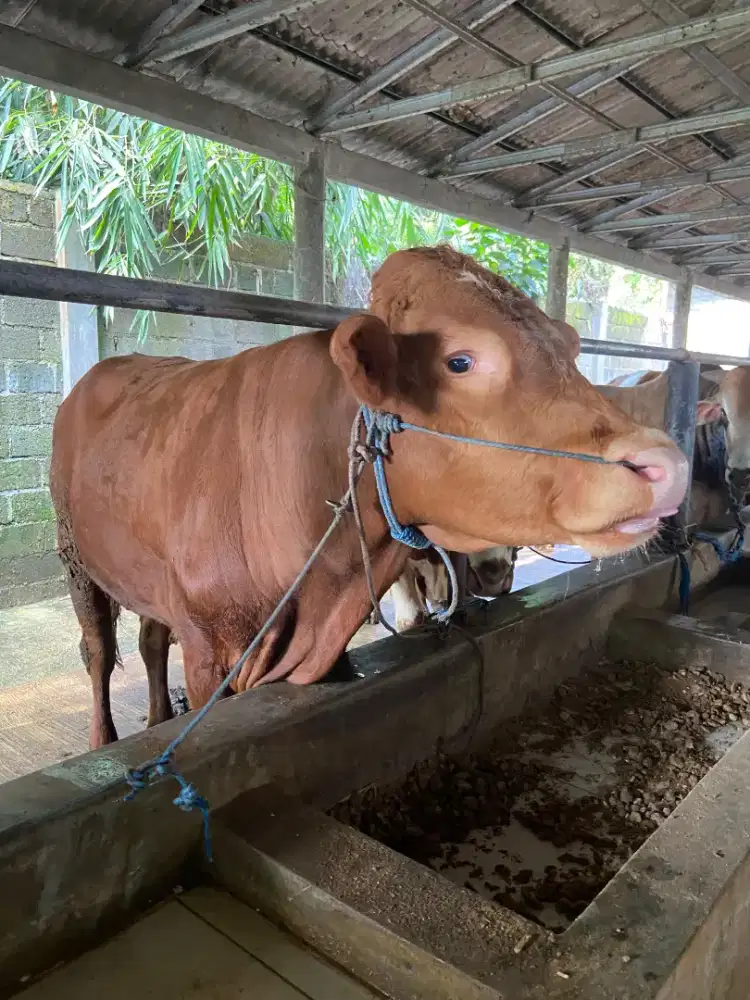 Sapi Qurban Limosin