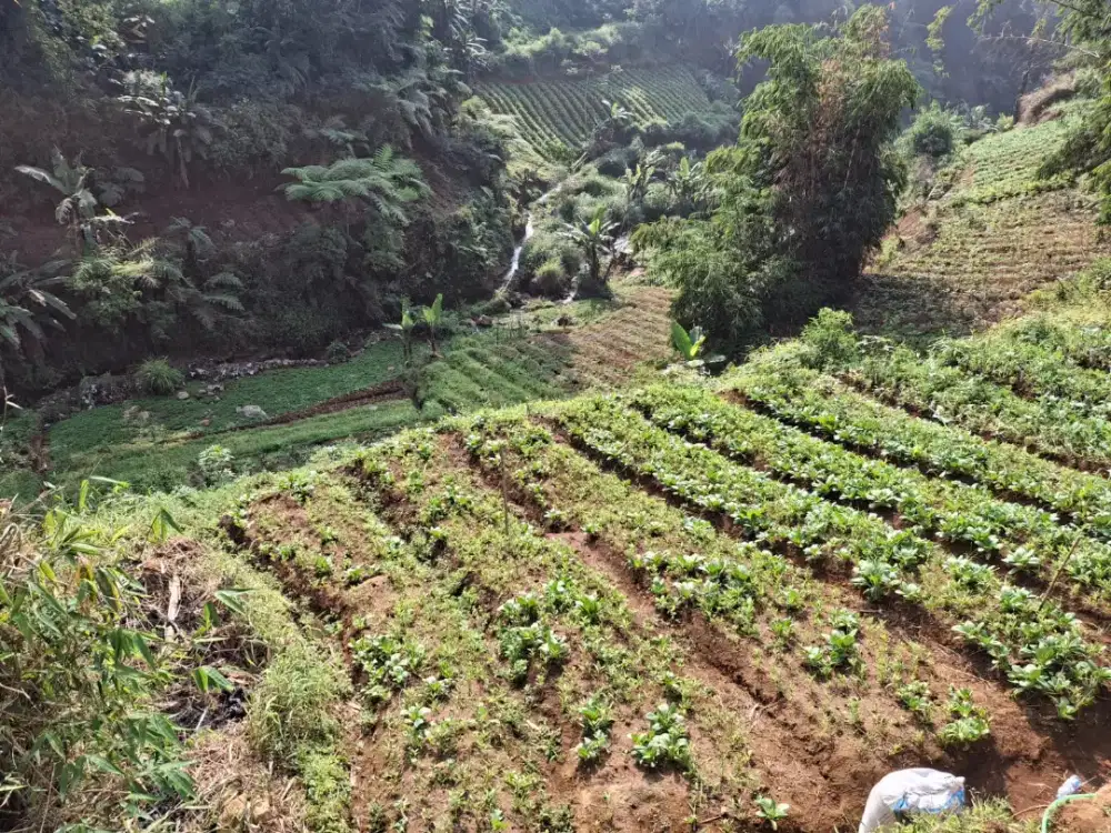 Jual tanah kebun sayur 2500 meter