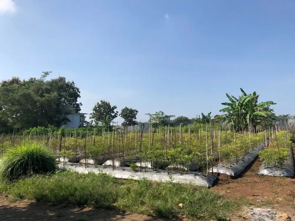 Cocok Dibangun Kost 5 Menit Kampus Muhammadiyah Malang Tanah Malang SHM On Hand