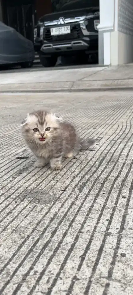 Kitten kucing Gaelic munchkin fold 3 bulan betina