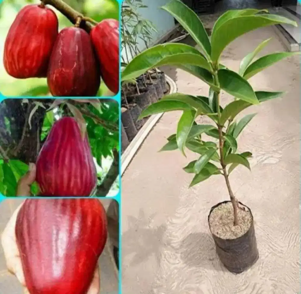 Asal bibit okulasi
Tinggi bibit 40-80cm
Berbuah