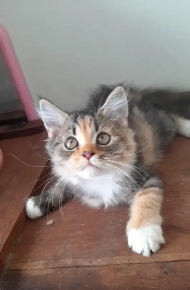 Kucing Persia medium kitten  indoor