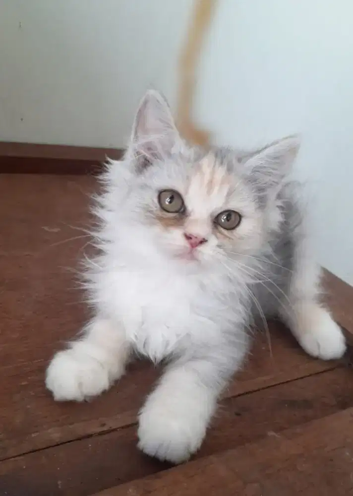 Kucing Persia medium kitten betina