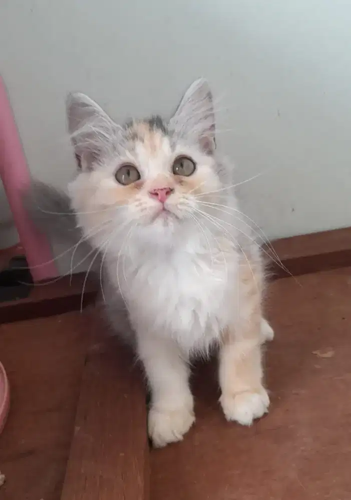 Kucing Persia medium kitten betina