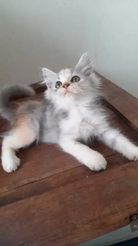 Kucing Persia medium betina