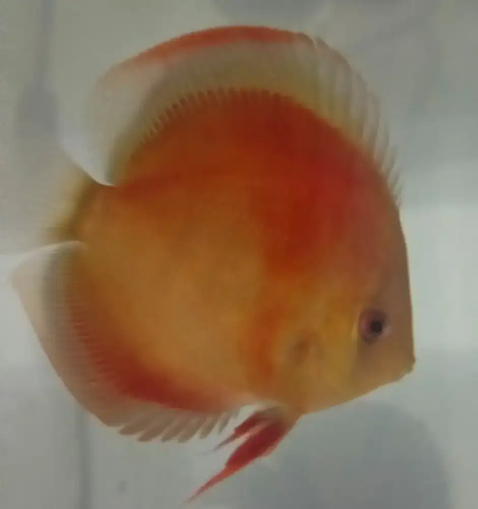 Discus San Merah blue rim UK 4 inch up
