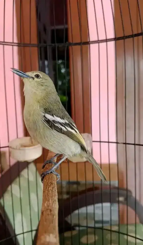 Jual burung cipow gacorr dorr