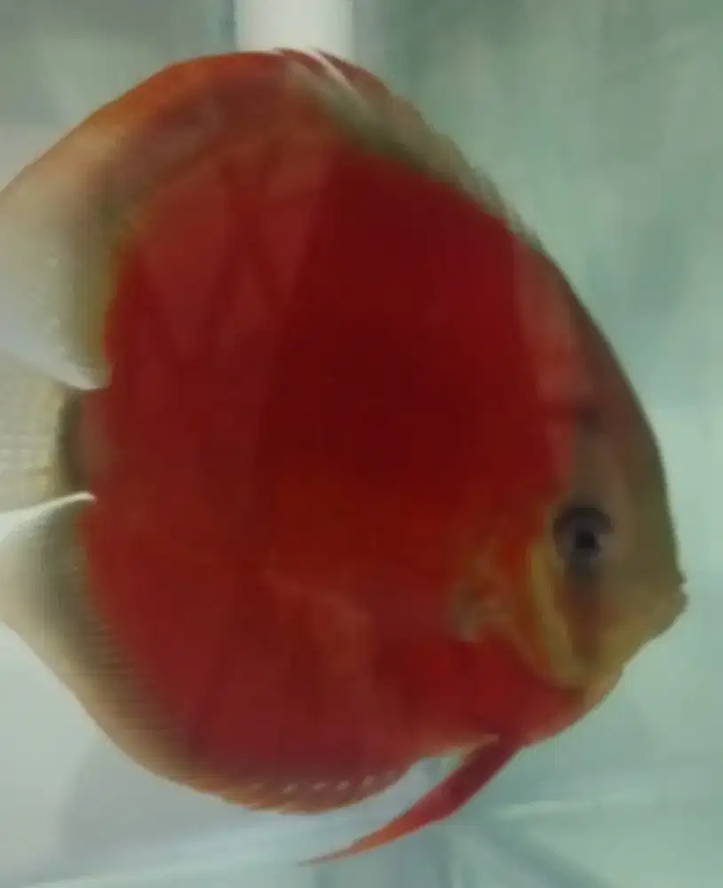 Discus San merah blue face / rim UK 4 inch