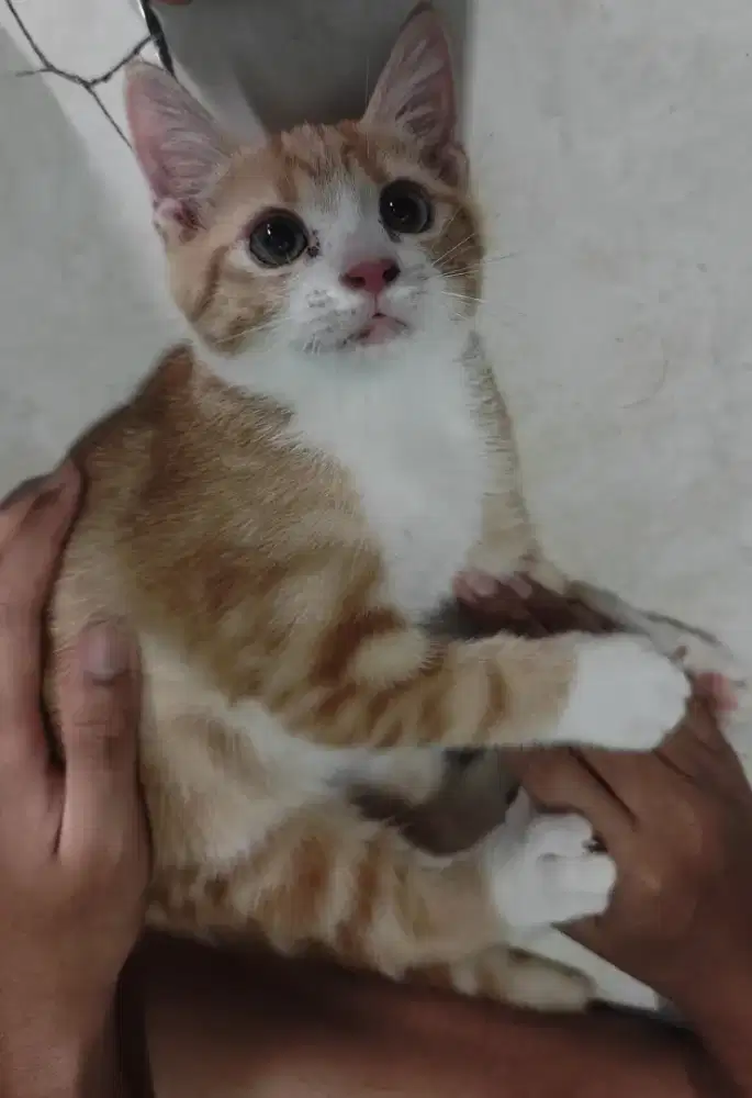 British short hair mix tabby kitten