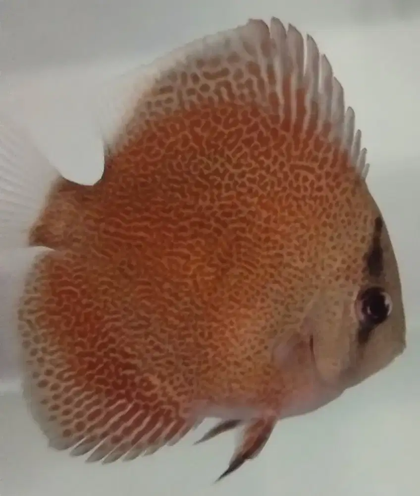Discus Panthera UK 2.5 inc