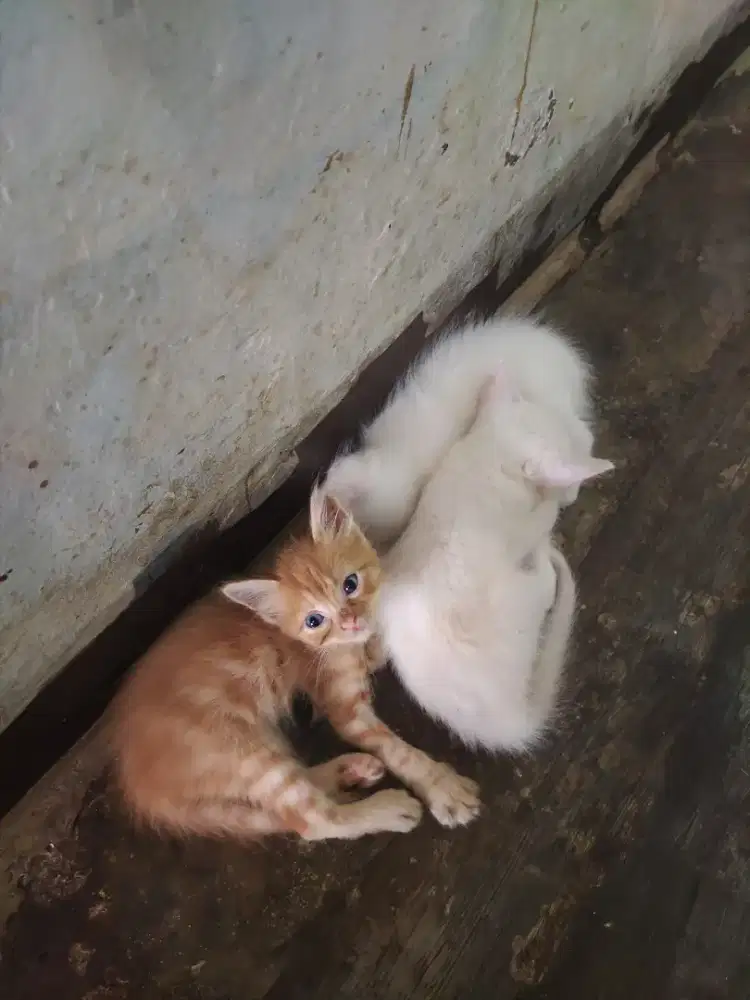 Yg berminat adopsi kitten kampung, umur 2 bulan, gratis