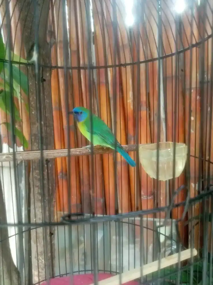 burung masteran kinoy