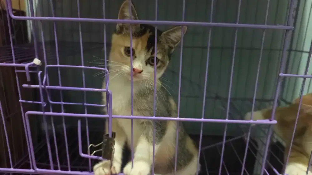 British short hair dillute mix kitten