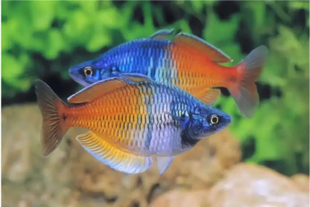 2 ekor Rainbow Bosemany ( jantan ) indukan UK besar