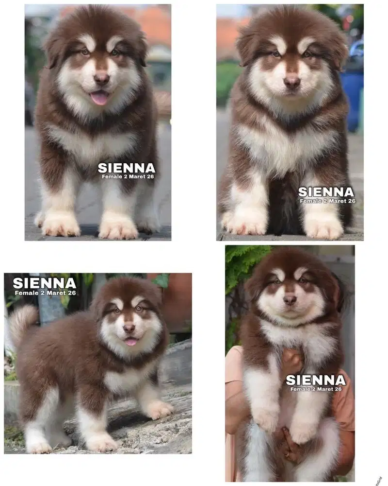 Giant malamute puppy stambum vaksin