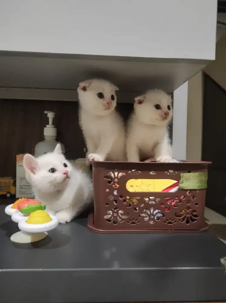 Lepas adopt BSH Scotish