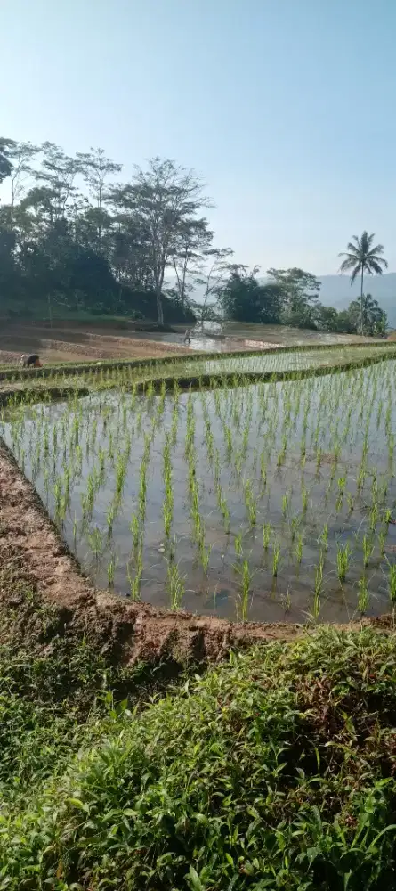SAWAH legalitas sertupikat