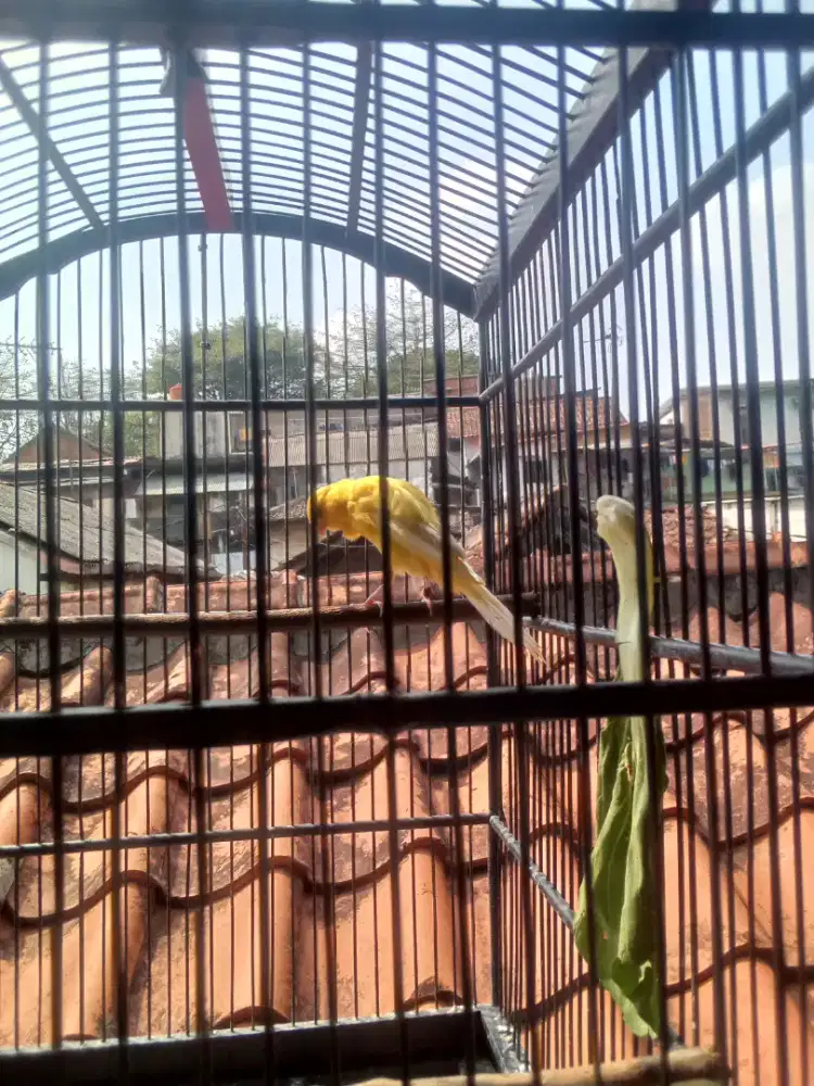 Kenari jantan Rasmi 2025