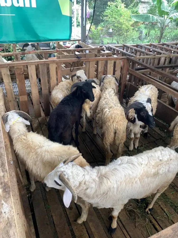 domba qurban 3jutaan