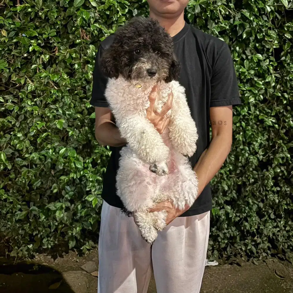 Poodle Party Color