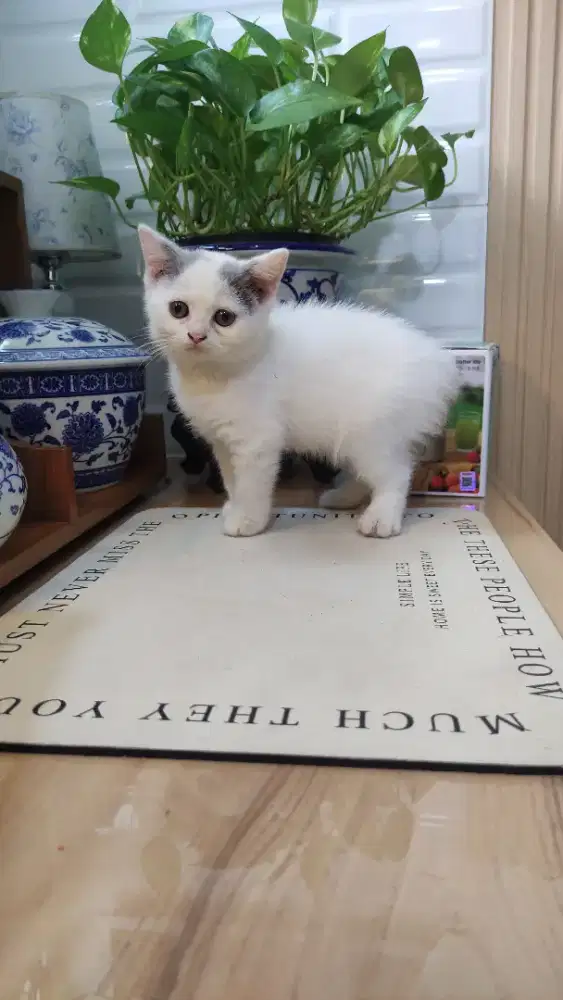 Kitten bsh bicolor jantan 2,5 bln, nonped, nego tipis