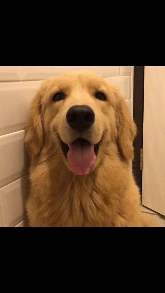 Golden Retriever Betina