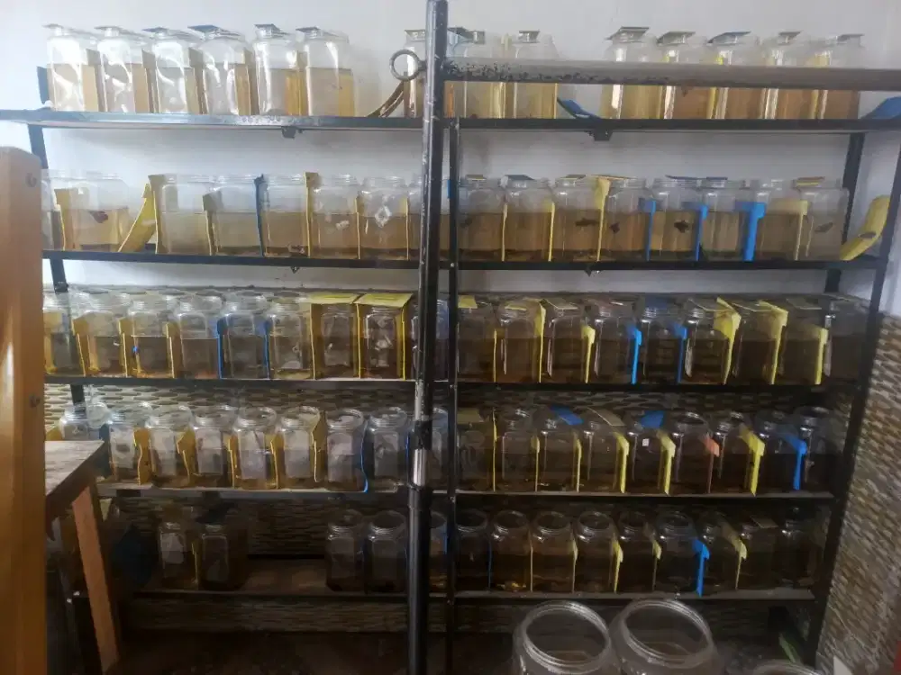 Dijual rak cupang dan lainnya