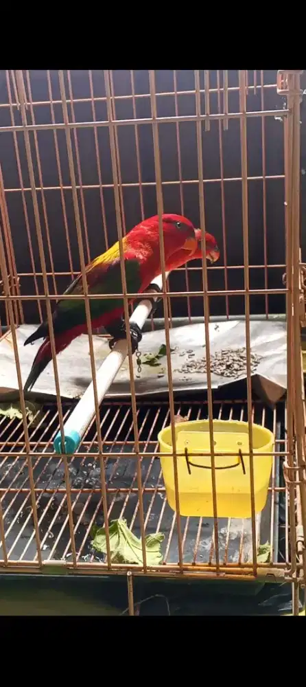 Lovebird sepasang