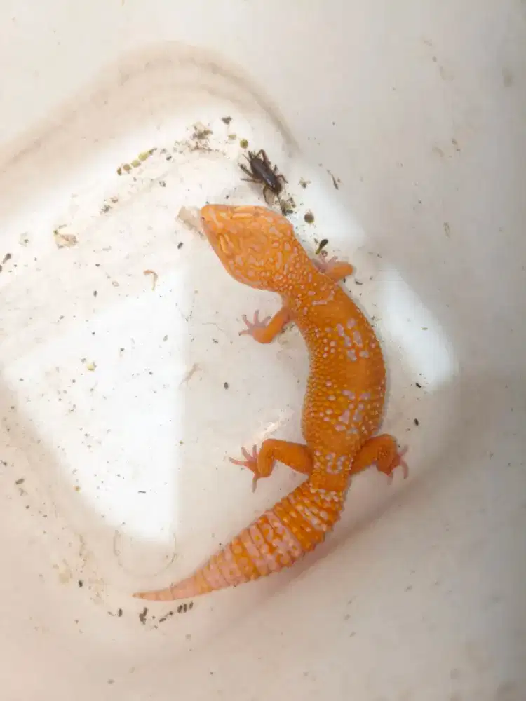 Gecko Betina Dewasa
