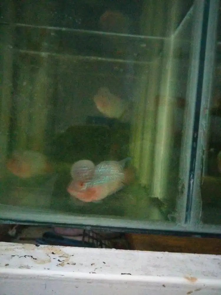 Ikan louhan super jenong