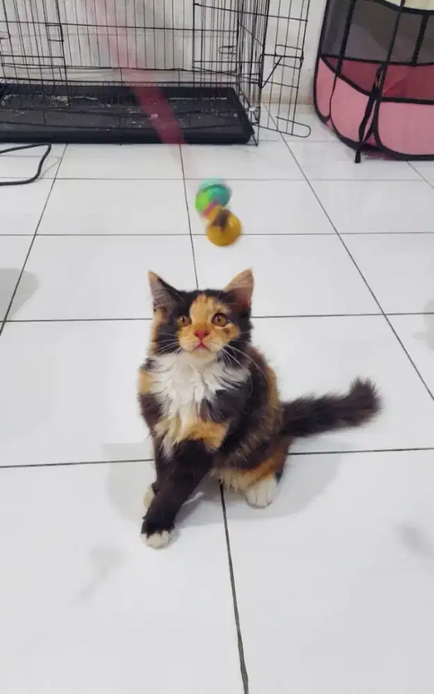 Persia Calico betina 3bln