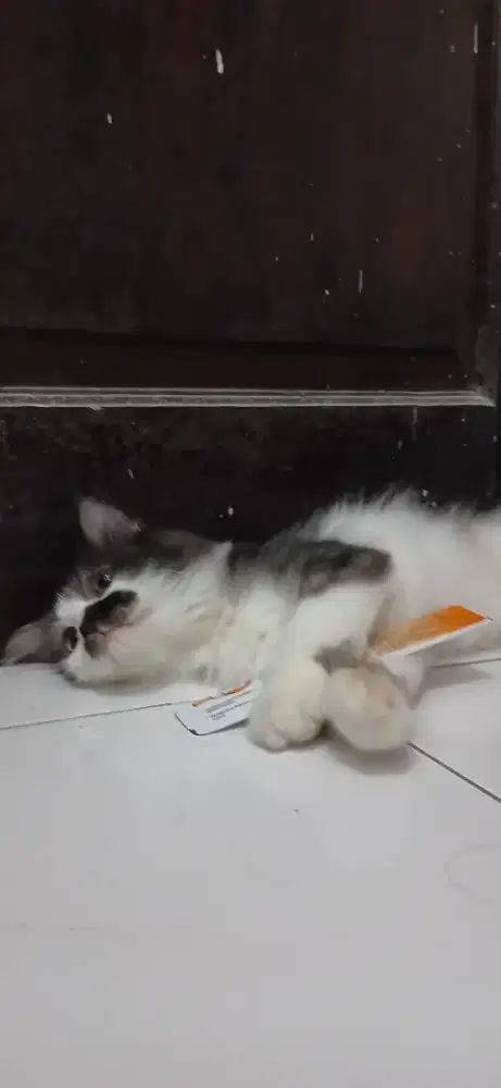KUCING PERSIA JANTAN JUAL MURAH