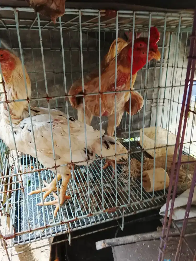 Jago Bangkok putih sepasang
