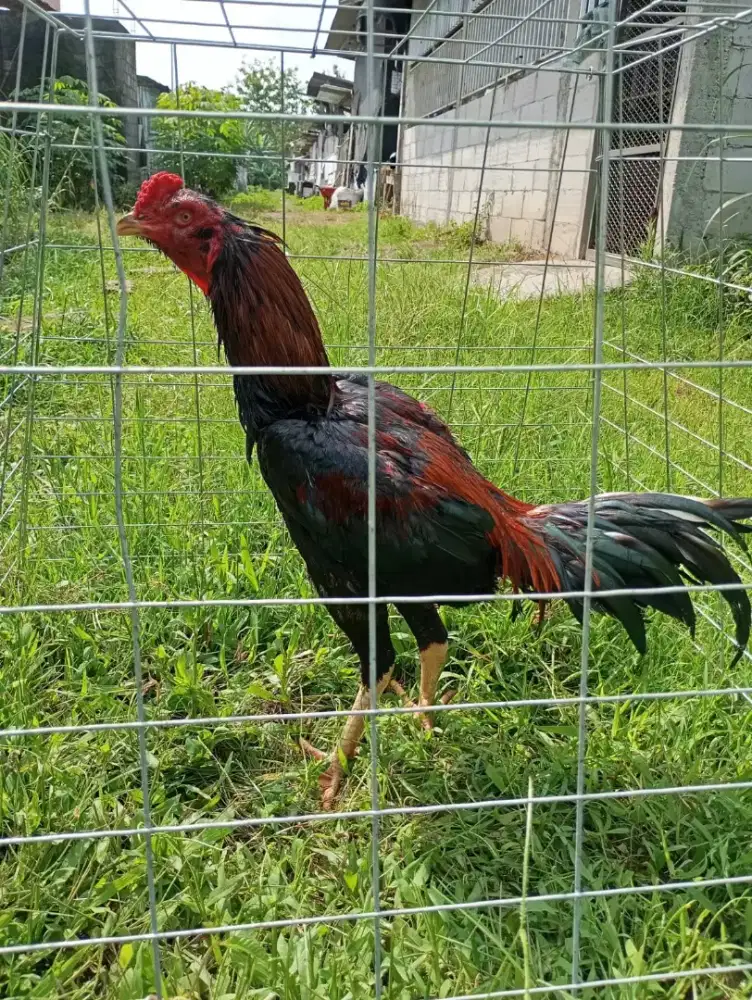 Ayam bangkok besar