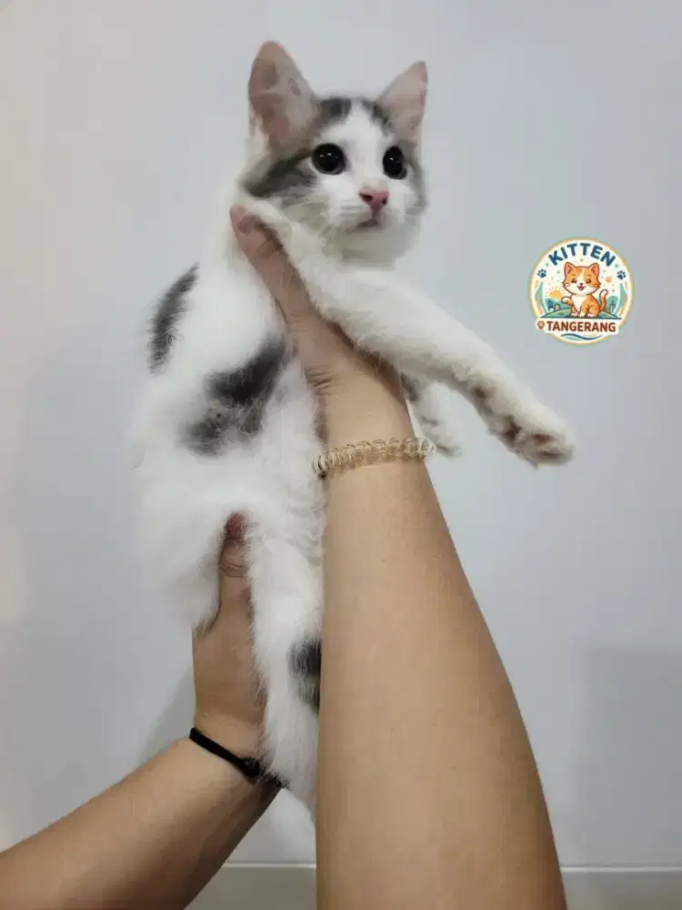 KITTEN PERSIA MEDIUM MIX BLH