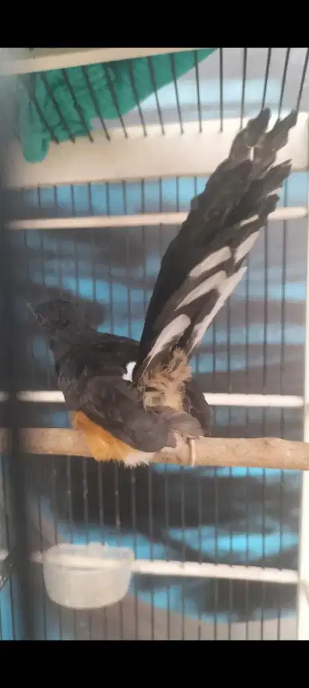 Burung muray anak jantan fix calon ekor panjang