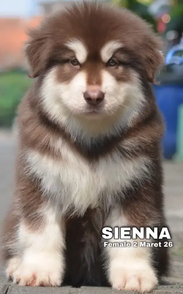Giant Alaskan Malamute red betina •SIENNA•