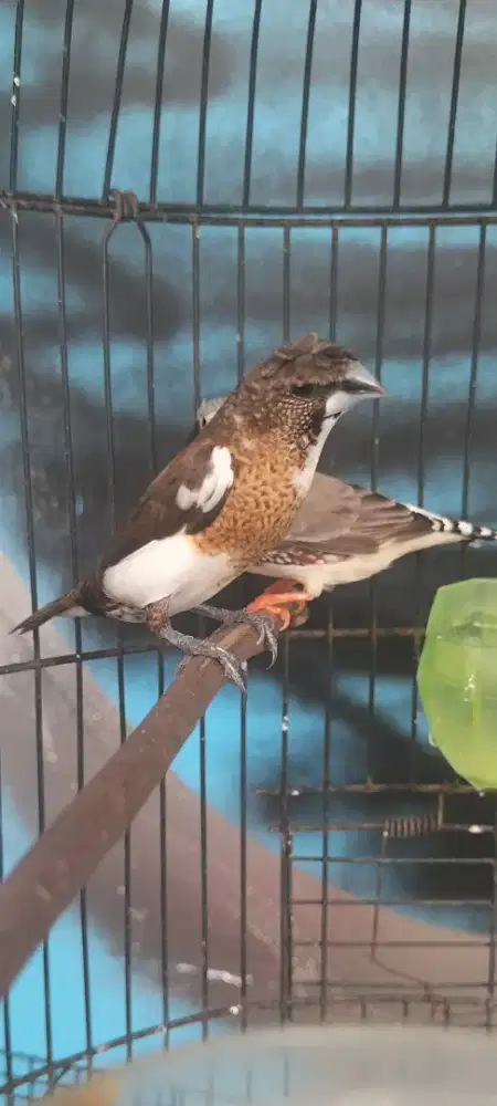 Sepasang burung emprit jambul betina sama zebra Finch jantan