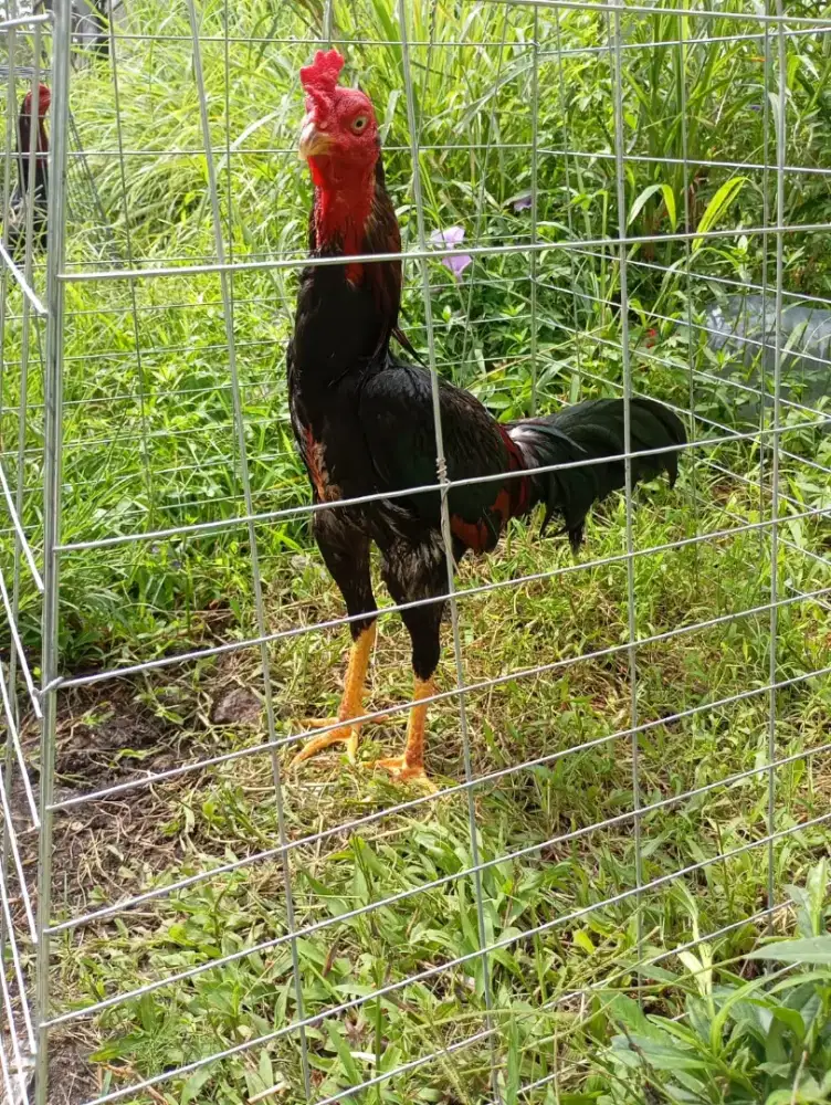 Ayam bangkok bagus