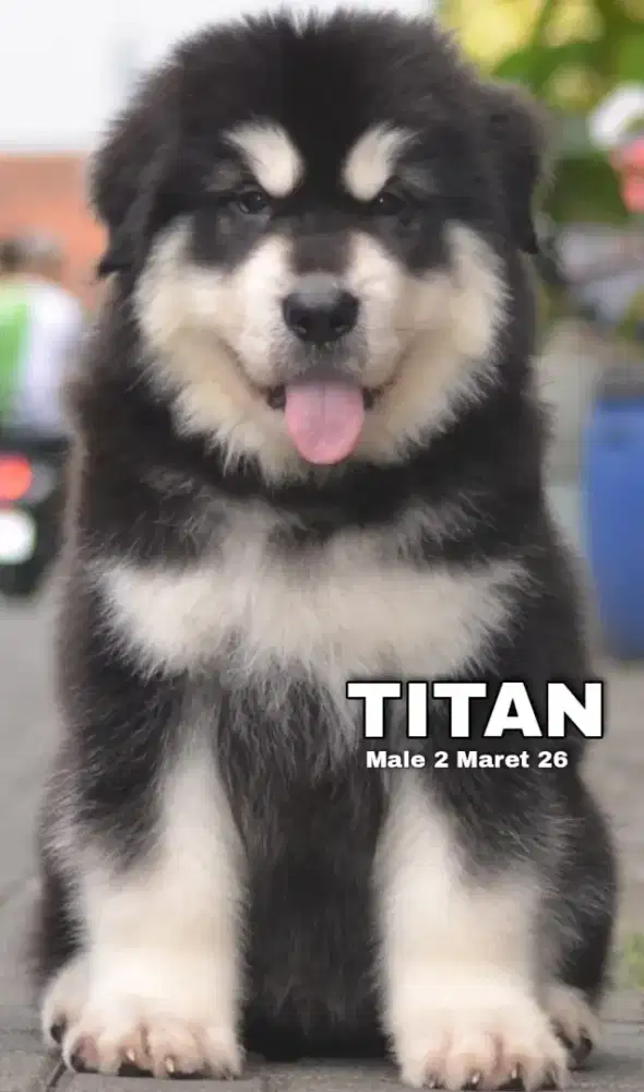 Giant Alaskan Malamute hitam jantan •TITAN•
